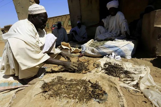 A trader lays out tobacco to dry at a market in el-Fasher, North Darfur February 5, 2015. Tobacco is one of the North Darfur war zone's main cash crops. (Photo by Mohamed Nureldin Abdallah/Reuters)