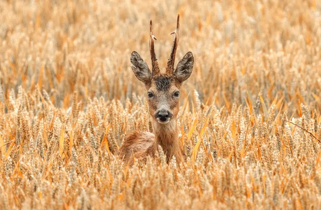 A roe dear walks through a wheat field which is nearly ready to harvest at Gosforth Nature Reserve near Newcastle, Tyne and Wear, UK at the weekend, July 22, 2023. (Photo by Ian Sproat/Picture Exclusive)