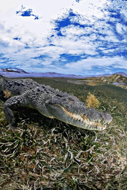 He said: “The images show the American saltwater crocodiles that come out from the mangroves of Banco Chinchorro, where there approximately 500 of them”. (Photo by Alex Suh/Caters News Agency)