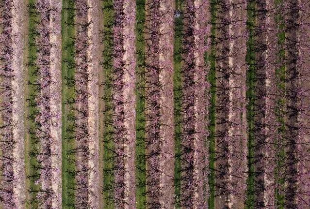 A view shows flowering of peach trees (pink flowers) in Aitona, in the Catalonian province of Lleida, Spain on March 13, 2021. (Photo by Nacho Doce/Reuters)