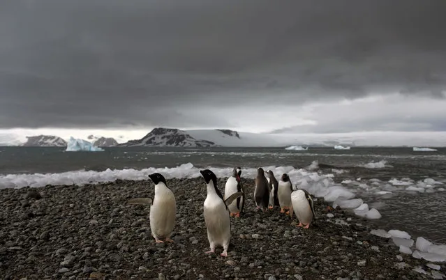 In this January 27, 2015 photo, penguins walk on the shore of Bahia Almirantazgo in Antarctica.  Antarctica “is big and it's changing and it affects the rest of the planet and we can't afford to ignore what's going on down there”, said David Vaughan, science director of the British Antarctic Survey. (Photo by Natacha Pisarenko/AP Photo)