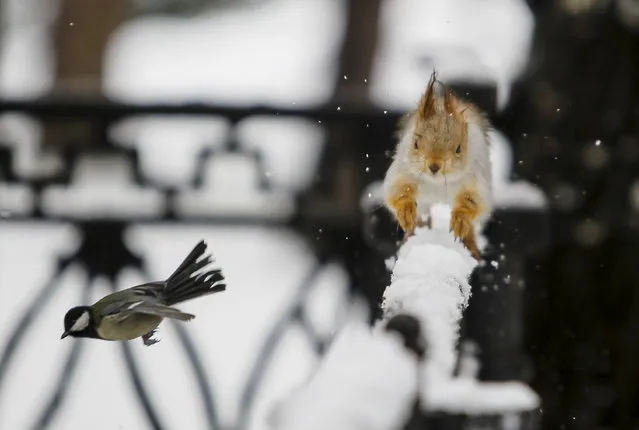 A tomtit bird flies past a squirrel running on a fence after a snowfall in a park in Almaty, Kazakhstan, January 12, 2016. (Photo by Shamil Zhumatov/Reuters)