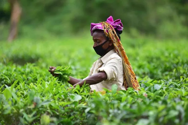 Tea plantation worker wearing face masks pick tea leaves at Kondoli tea garden in Nagaon district, in the northeastern state of Assam, India on May 26, 2021. (Photo credit should read Anuwar Ali Hazarika/Barcroft Media via Getty Images)
