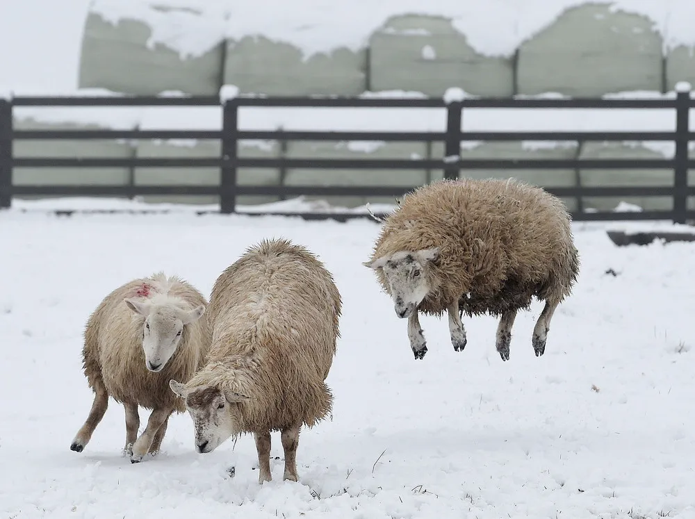 The Week in Pictures: Animals, March 13 – March 20, 2015
