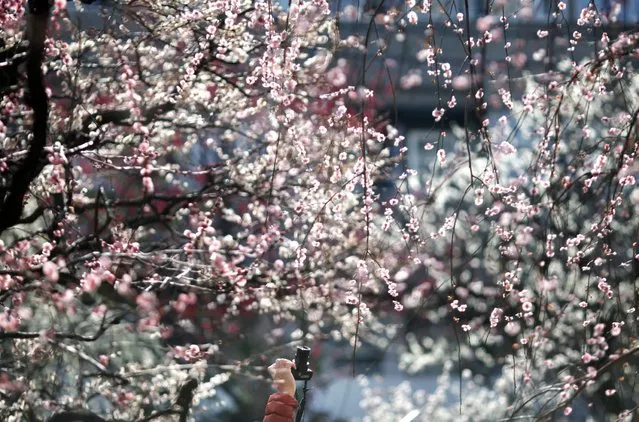 In this Wednesday, March 4, 2015, file photo, a visitor takes a picture of plum blossoms in bloom at Yushima Shinto shrine during the annual plum festival in Tokyo. (Photo by Shuji Kajiyama/AP Photo)