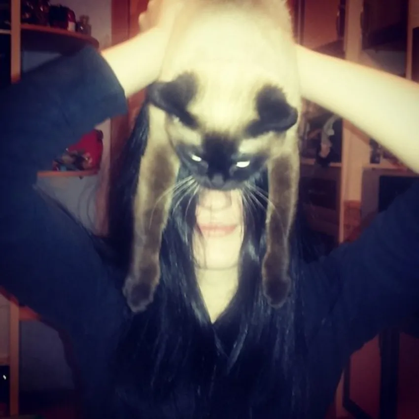 CatMan Mania