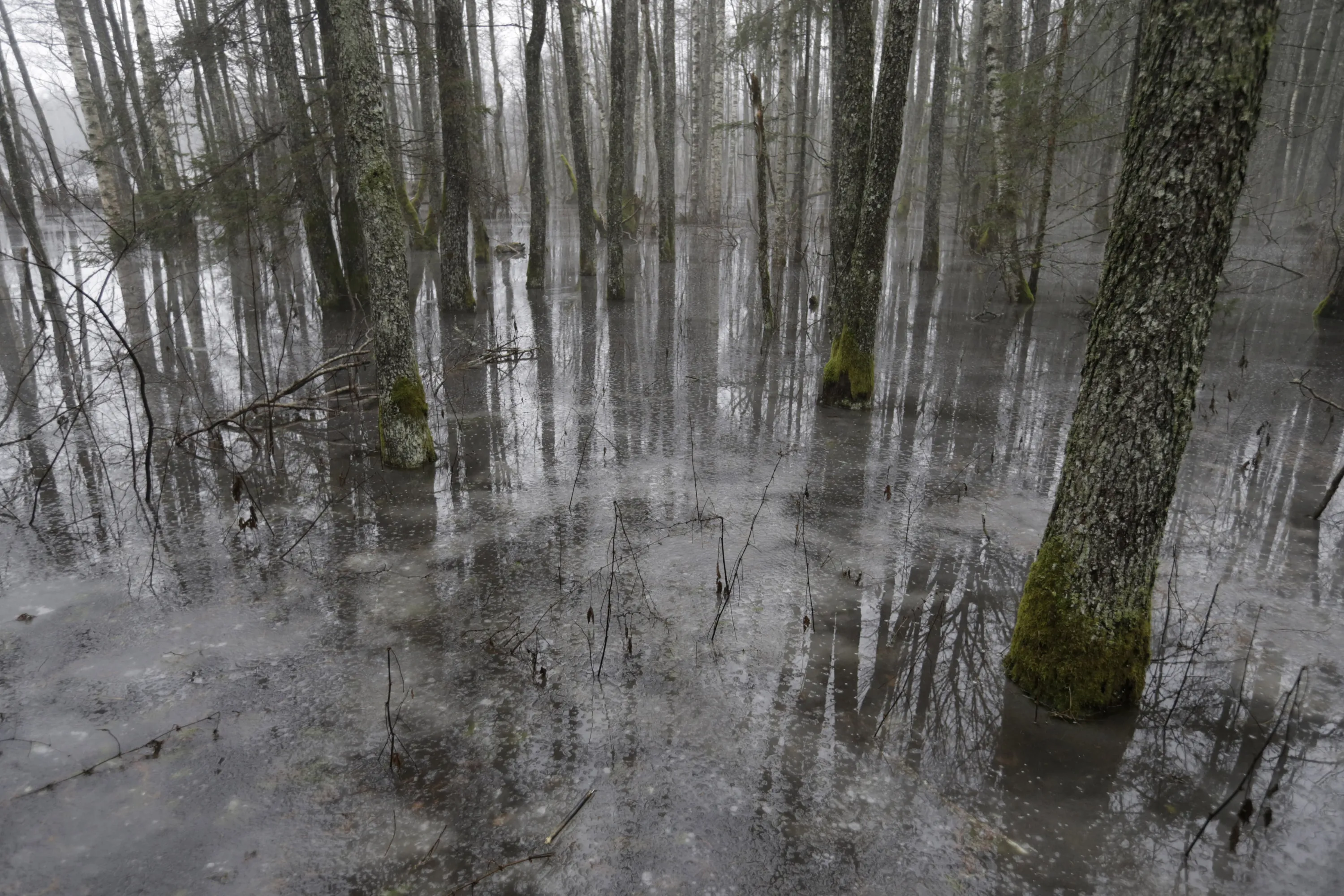 Лес затопленный водой. Печора затопленный лес. Затопленные деревья. Половодье в лесу. Подтопление леса.