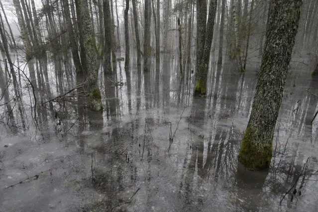 A general view of a flooded forest in Soomaa national park, Estonia, February 7, 2016. (Photo by Ints Kalnins/Reuters)