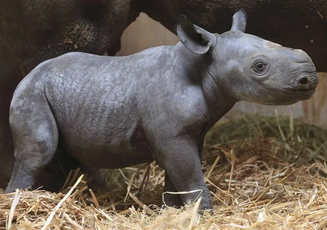 The  black rhino baby,  that has not been named yet, stands in its  enclosure in the zoo in Magdeburg, eastern Germany, Thursday April 2,  2015. The little male  rhino was born on on March 25, 2015. (Photo by Jens Wolf/AP Photo/DPA)