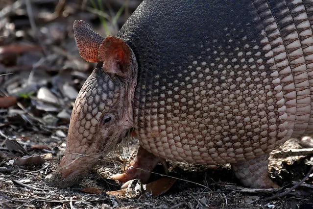 An armadillo forages for food on the ground in St Augustine, Florida January 4, 2017. (Photo by Carlo Allegri/Reuters)