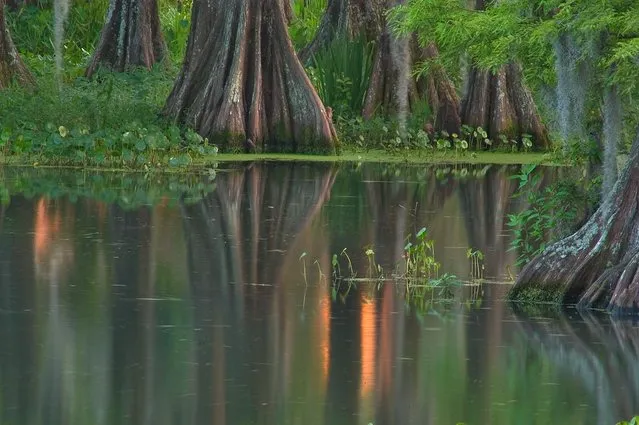 Louisiana Swamps