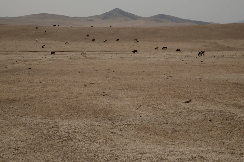 Mongolian Herders