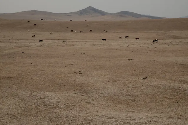 Cows in the grassland in the region of Holingol. (Photo by Gilles Sabrie/The Washington Post)