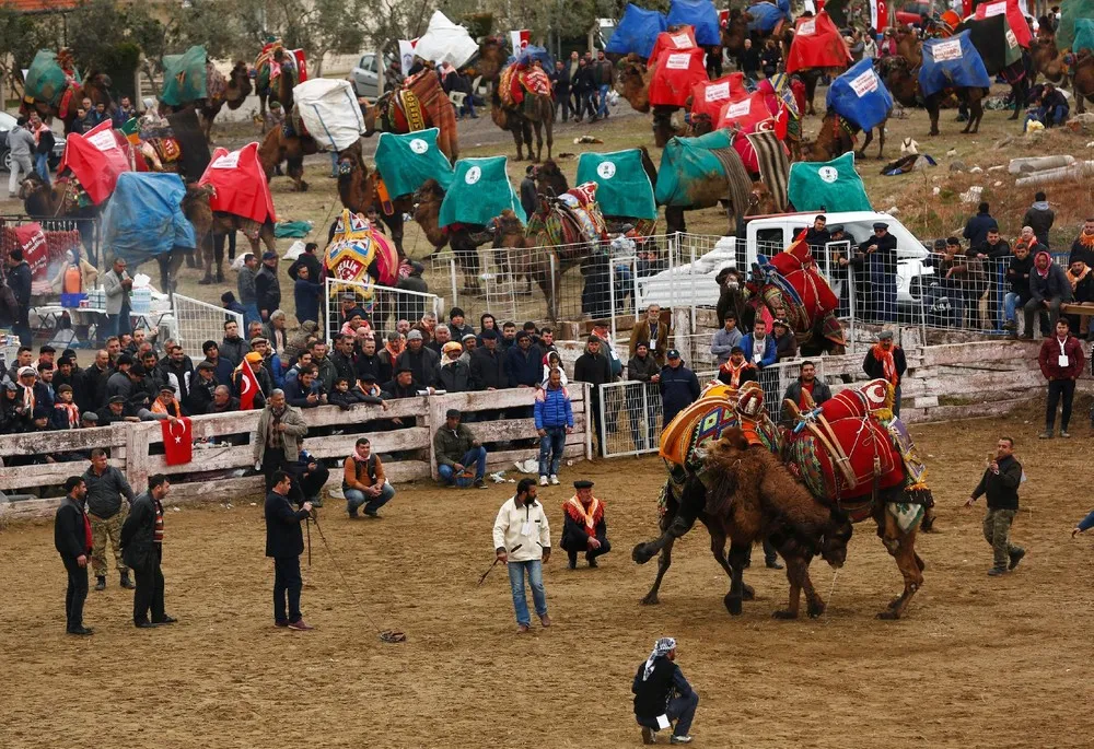 Selcuk-Efes Camel Wrestling Festival in Turkey