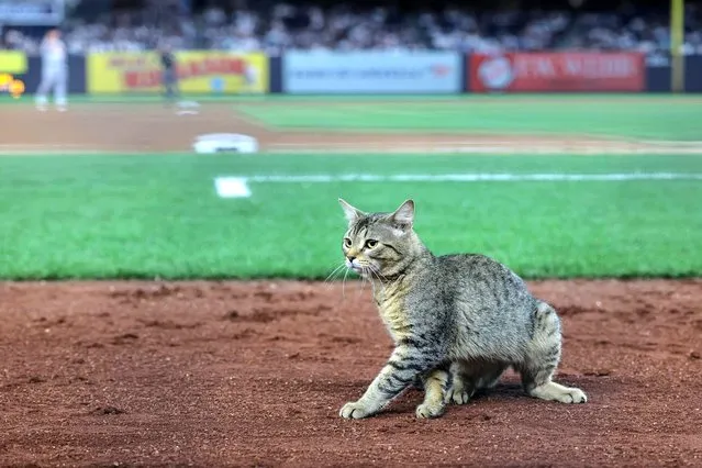 A cat runs on the field during the eighth inning of the game between the New York Yankees and the Baltimore Orioles at Yankee Stadium in Bronx, New YorkBronx, New York on August 2, 2021. (Photo by Vincent Carchietta/USA TODAY Sports)