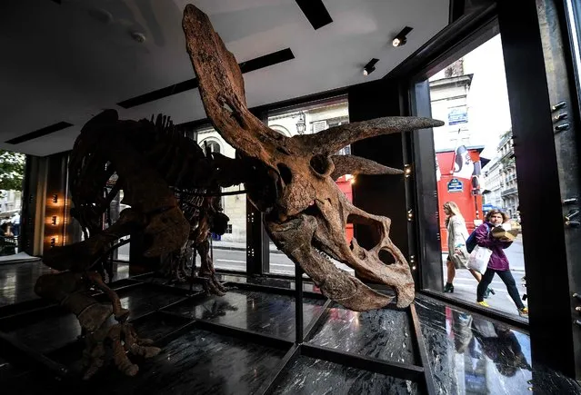 A woman walks past a gallery where a triceratops stands on a metal frame, set to be exposed ahead of its auction sale at Drouot auction house in October, in Paris on August 31, 2021. “Big John”, the largest known triceratops, over 66 million years old and with an 8-metre long skeleton, is on display in Paris until 20 October, before an auction the following day at Hotel Drouot. (Photo by Christophe Archambault/AFP Photo)