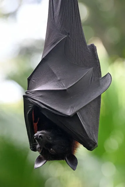 A Malayan flying fox is seen hanging on a branch in an enclosure at the Singapore Zoo in Singapore on July 6, 2020, on its first day of reopening to the public after the attraction was temporarily closed due to concerns about the COVID-19 novel coronavirus. (Photo by Roslan Rahman/AFP Photo)