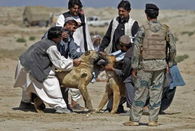Owners separate their dogs at the end of a dogfight on the outskirts of Kandahar, south of Kabul, Afghanistan, Saturday, April 4, 2015. The dogfight is a popular pastime among Afghans. Dogs do not fight until death but rather until one dog pins another, or one of the fighters runs away. (Photo by Allauddin Khan/AP Photo)