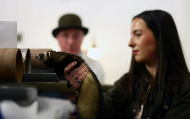 Race judicator Simon Smith watches a competitor begin a heat at the annual Ferret Racing Championship at the Craven Arms and Cruck Barn in Appletreewick, Britain on February 7, 2024. (Photo by Lee Smith/Reuters)