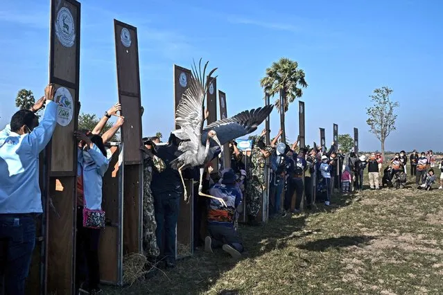 This photo taken on December 25, 2022 shows an Eastern Sarus crane that was captively-bred at Nakhon Ratchasima Zoo being encouraged to fly away after being released at Huai Chorakhe Mak reservoir in the eastern Thai province of Buriram. As the sun came up 13 endangered Thai Eastern Sarus cranes were released, noisily flapping over rippling waters in northeastern Thailand, the latest effort to revive the feathered species. (Photo by Lillian Suwanrumpha/AFP Photo via Getty Images)