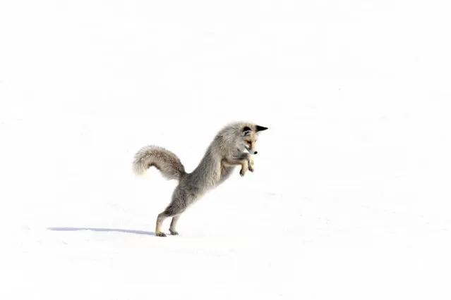 A hungry red-fox , struggling in the wild, tracks its prey for an hour across the snow-covered landscape in Gole district of Ardahan, Turkiye on February 15, 2024. In the challenging wilderness of Ardahan's Göle district, a red fox faced the imminent threat of starvation, prompting a remarkable display of survival instincts. Despite the harsh conditions, the resilient fox tracked its prey for an hour across the snow-covered landscape before securing a successful catch. (Photo by Murat Kaya/Anadolu via Getty Images)