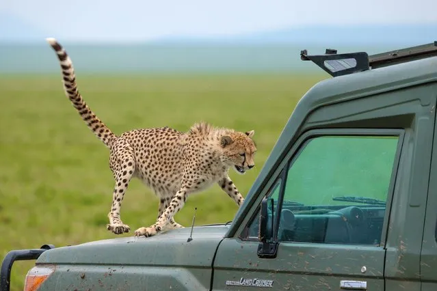 Tourists in the Serengeti, Tanzania in the second decade of February 2024, get more than they bargained for as a cheetah jumps on the bonnet of their jeep to make their acquaintance. (Photo by Ann Aveyard/Animal News Agency)
