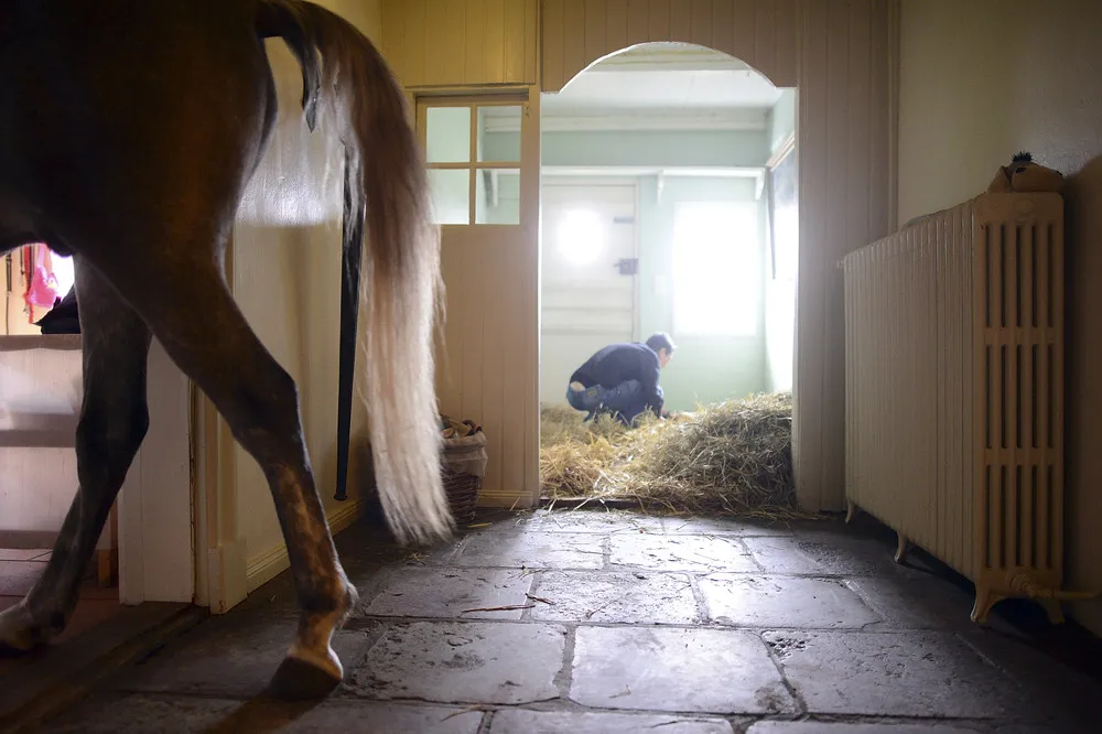 Doctor Shares her House with a Horse Following Storm
