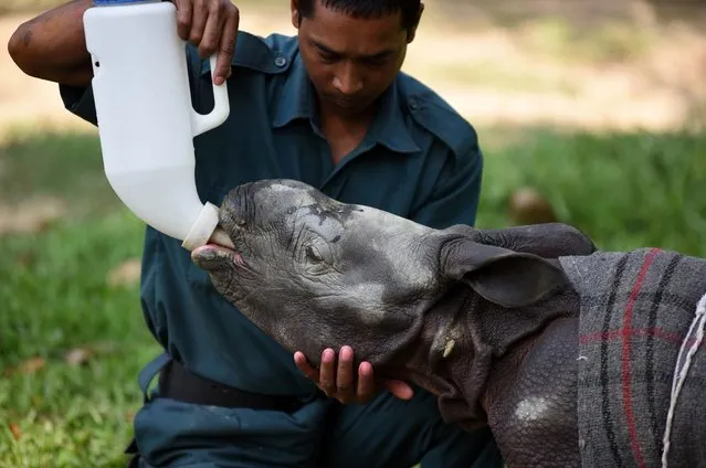 A 12 day-old male rhino calf(R)is fed a bottle of milk by an Indian animal keeper at The Centre for Wildlife Rehabilitation and Conservation facility at Kaziranga National Park in the north-eastern Indian state of Assam on March 24, 2016. Wearing a red and grey-striped blanket, a 12-day-old baby rhinoceros is bottle-fed by keepers at a wildlife rehabilitation centre in northeast India, after being found alone in a remote forest region. (Photo by AFP Photo)