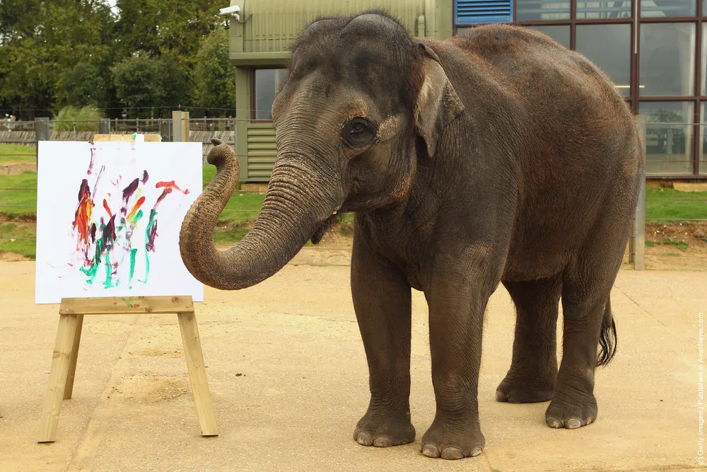 Zoo Unveils Its Painting Elelphant