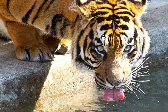 Kavi, a male Sumatran Tiger, takes a drink from the pool in his enclosure March 20, 2014 at the Smithsonian's National Zoo in Washington, DC. Balmy temperatures are making for a great first day of Spring. (Photo by Karen Bleier/AFP Photo)