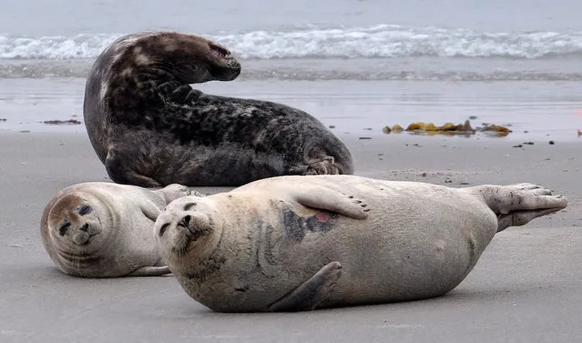 A picture taken on June 11, 2019 shows as seals relax on the beach in the north sea near the German island “Helgoland”, northern Germany. (Photo by Patrik Stollarz/AFP Photo)