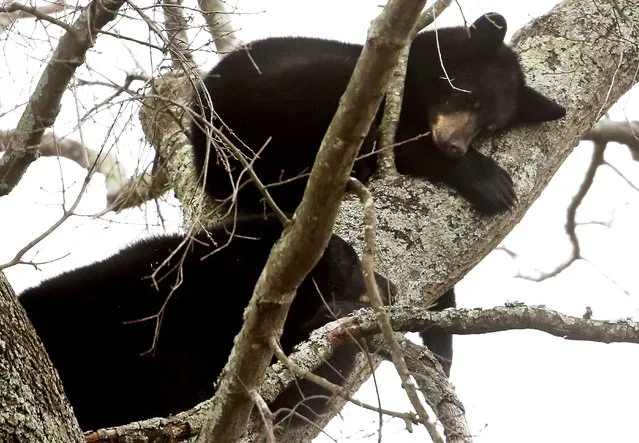 Two of the four bears sleeping in a tree on Bruin Drive in Chesapeake, Va., on Monday, December 27, 2021. (Photo by Stephen M. Katz/The Virginian-Pilot via AP Photo)