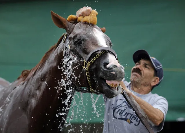 FILE- In this Sept. 4, 2014, file photo, groom Raul Rodriguez bathes California Chrome after a morning training session at Los Alamitos Race Course in Los Alamitos, Calif. California Chrome was ruled out of the Prince of Wales' Stakes at Royal Ascot on Tuesday, June 16, 2015, by a bruised foot. The Art Sherman-trained 4-year-old, winner of the 2014 Kentucky Derby and Preakness Stakes, was due to race on Wednesday. (AP Photo/Jae C. Hong, File)