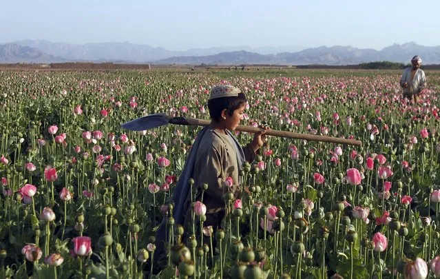 In this Monday, April 11, 2016 photo, an Afghan child carries a shovel on his shoulder as he walks in a poppy field in Zhari district of southern Kandahar province, Afghanistan. A recent uptick in violence across the south will worsen once the poppy crop is harvested in coming weeks and the extremists deploy gunmen to protect their vast smuggling empire, officials, analysts and diplomats are predicting. (Photo by Allauddin Khan/AP Photos)