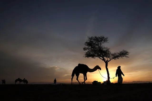 Emiratis walk their camels during the Sheikh Mohammed Bin Zayed Camel Festival for Purebred Arabian Camels (al-Dhaid 2021-2022) in the Gulf emirate of Sharjah, on December 29, 2021. (Photo by Karim Sahib/AFP Photo)