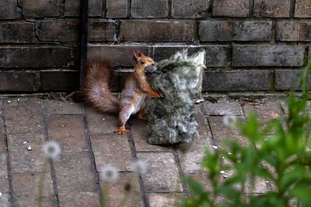 A squirrel grabs a piece of glass wool in a park in Kyiv, Ukraine, on May 16, 2024. (Photo by Thomas Peter/Reuters)