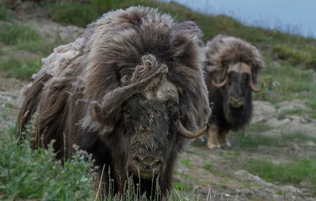 Wild Musk Oxen in Arctic Prairie in Russia