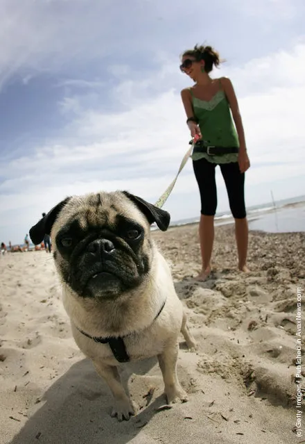 A local Ibizan girl walks her pug on Salinas Beach