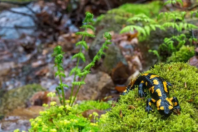 A fire salamander (Salamandra salamandra) sits on moss near Geraberg, Germany, 28 April 2014. A project of the Nature Foundation David ai,s to renaturalize 80 km of spring-fed brooks in the Thuringian Forest until 2017 in order to provide a habitat for rare species like the fire salamander. (Photo by Michael Reichel/EPA)