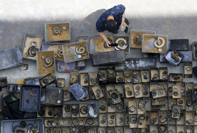 A man takes pictures of the remains of snakes and exotic animals killed during a fire in a pets and exotic animals shop at Chatuchak market in Bangkok, Thailand, 11 June 2024. Thousands of pets and animals such as puppies, cats, exotic birds, fish, including many types of snakes and other exotic animals are feared to have died in the fire. Thai police suspect that an electrical short circuit was the cause of the fire, and no injured were reported. (Photo by Narong Sangnak/EPA)