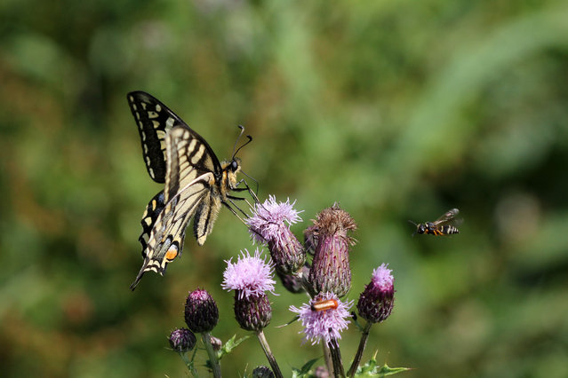 Hectic nature by Will Lawson in Hickling Broad, England. Shortlisted for young photographer of the year: a swallowtail butterfly sits still for a moment while feeding. Even when such a majestic insect is resting, plenty else is rushing around in a frenzy, such as the wasp in the right of the frame. (Photo by Will Lawson/2019 Royal Society of Biology Photography Competition)