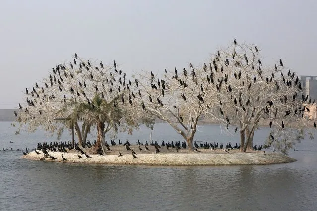 A picture taken on January 12, 2022 shows migratory birds on a tree in a lake in front of one of the palaces of Iraq's late deposed president, Saddam Hussein, near Baghdad airport as flocks of birds fly over Iraq in winter as they search for warmer territories. (Photo by Sabah Arar/AFP Photo)