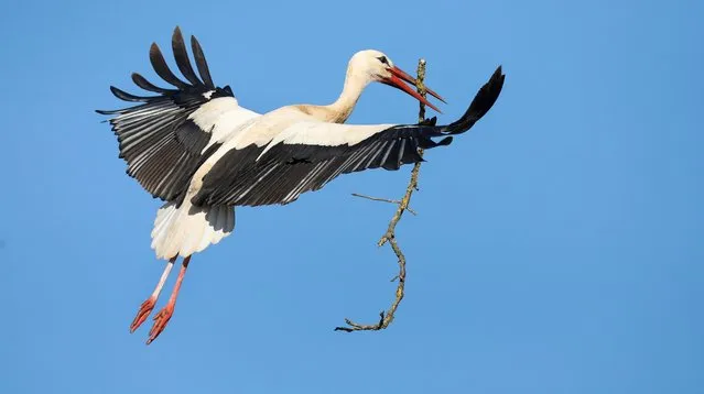 A stork flies in the blue sky with a branch in its beak, which it probably wants to use for building its nest in Baden-Wuerttemberg on April 11, 2022. (Photo by Thomas Warnack/dpa)