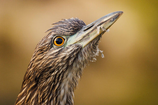 A juvenile Heron hunts for food at the Venice Canal Historic District in Los Angeles, California on June 4, 2022. (Photo by Jonathan Alcorn/ZUMA Press Wire/Rex Features/Shutterstock)