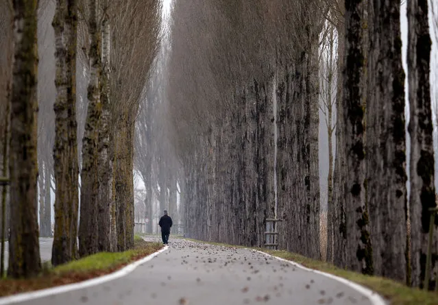 A man walks between trees on the Reichenau island near Constance, Germany, Thursday, December 5, 2019. (Photo by Michael Probst/AP Photo)