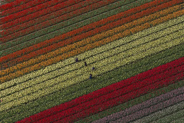 People work in tulip fields surrounding Keukenhof spring garden, in Lisse, some 20 kilometers form Amsterdam, Netherlands, Wednesday, April 19, 2017. Keukenhof has more than 7 million bulbs in bloom this spring, with a total of 800 varieties of tulips and is open from March 23 until May 21, 2017. (Photo by Peter Dejong/AP Photo)