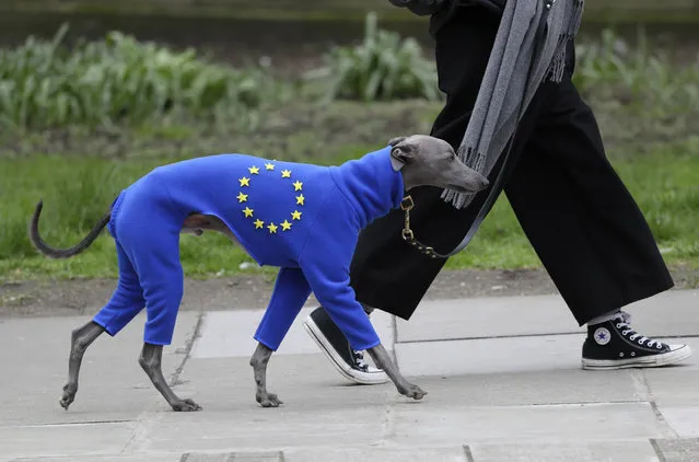 A demonstrator leads a dog wearing a suit in the EU colors during a Peoples Vote anti-Brexit march in London, Saturday, March 23, 2019. (Photo by Kirsty Wigglesworth/AP Photo)