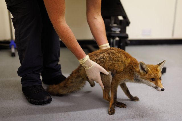 A fox named as “Depp”, that was found hanging upside down in a plum tree, is checked for injuries at the Fox Project's “Den” office on September 06, 2024 in Paddock Wood, England. The fox was reported by a member of the public whose dogs had alerted them to its misadventure. The animal was taken to the Fox Project's 'Den' facility to be checked over and would be later sent to the vet for an x-ray with a suspected leg injury. The Fox Project is a wildlife charity rescuing and rehabilitating sick and injured foxes and orphaned cubs. Operating daily, their specialised ambulances cover Kent and Greater London, transporting foxes to their Paddock Wood hospital for medical care and cubs to 'foster' gardens for recovery. The charity's goal is to nurture the animals back to health and independence for their eventual release, while also providing public guidance on humane deterrents and fox protection. The red fox, Vulpes vulpes, is an omnivorous mostly nocturnal mammal, widespread across the whole of mainland Britain and the Isle of Wight with populations estimated to be between 150,000 and 450,000. Numbers fluctuate depending on the time of year, with many cubs born in springtime but with a 60% mortality rate. While numbers in urban areas continue to rise, it is estimated that there has been an overall decline in the species by 40% in the UK between 1995 and 2019, according to a British Trust for Ornithology (BTO) survey. Figures that can be attributed to loss of rural habitat and the expansion of urban areas, within which foxes can easily adapt and thrive. Foxes divide opinions, either loved or maligned, and often villainised in popular culture, seen by many as crafty and devious creatures most famously Beatrix Potter's' Peter Rabbit. A hunting ban was introduced by the Labour Government in 2004 which banned the use of dogs to hunt foxes and other wild mammals in England and Wales. (Photo by Dan Kitwood/Getty Images)