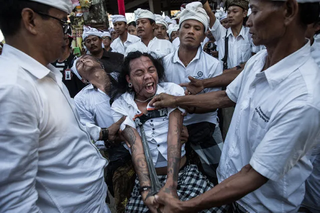 A Balinese man is in state of trance stabs his chest with a short sacred ceremonial dagger called “keris” during a sacred ritual of Ngerebong at Petilan Temple on August 2, 2015 in Denpasar, Bali, Indonesia. This traditional ritual is said to achieve harmony between humans, nature and God. The event signifies the anniversary of the royal temple of the kingdom of Kesiman in East Denpasar, Pura Dalem Petilan Pengerebongan Kesiman. (Photo by Agung Parameswara/Getty Images)