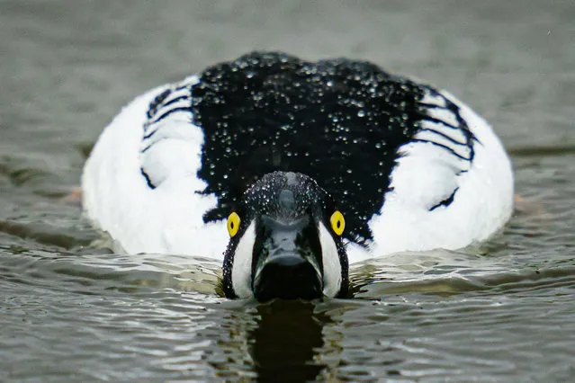 A Goldeneye swims in the rain at Slimbridge wetlands, Gloucestershire on Wednesday, May 11, 2022. (Photo by Ben Birchall/PA Images via Getty Images)
